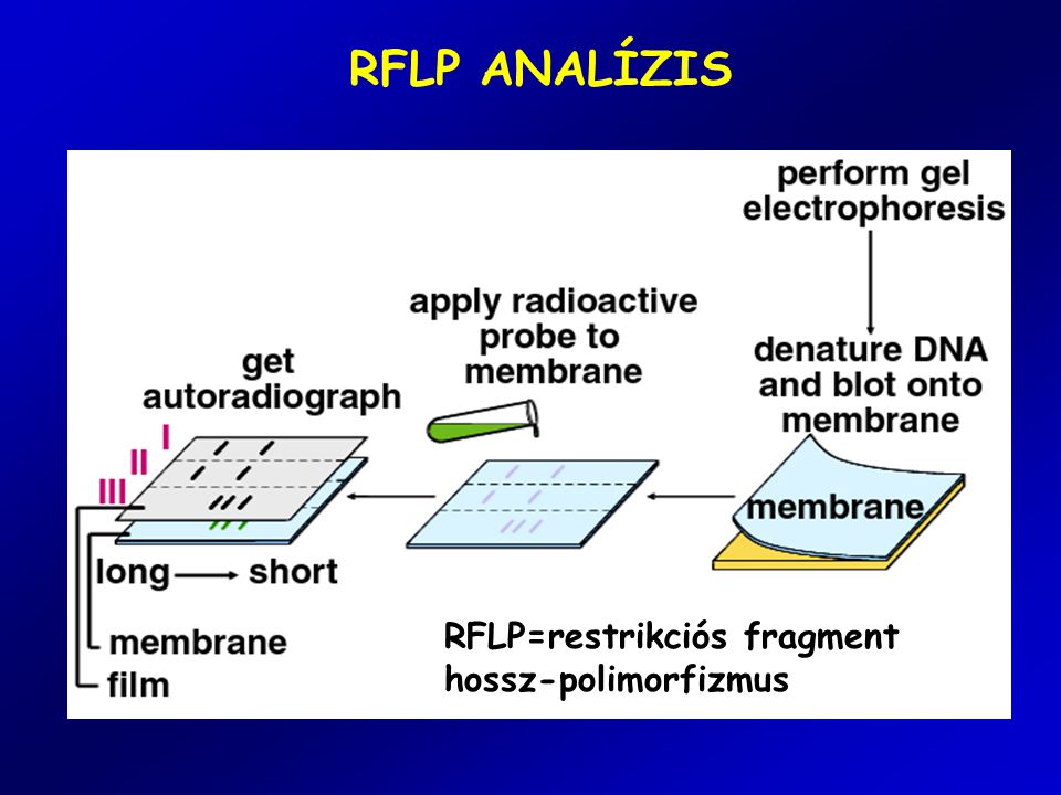 RFLP ANALÍZIS RFLP=restrikciós fragment hossz-polimorfizmus