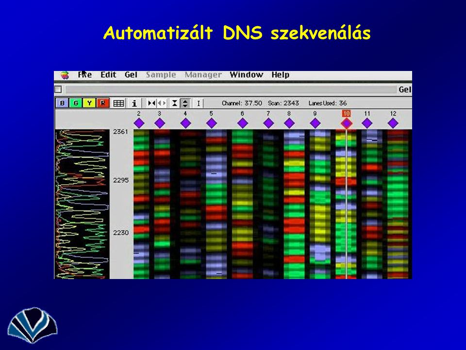Automatizált DNS szekvenálás