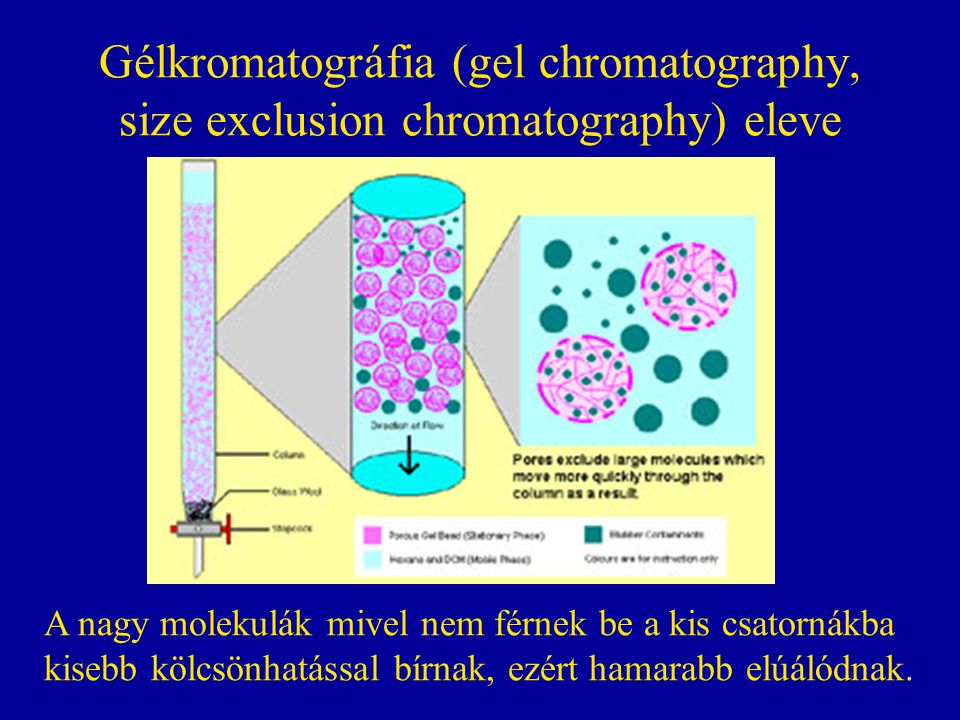 Gélkromatográfia (gel chromatography, size exclusion chromatography) eleve