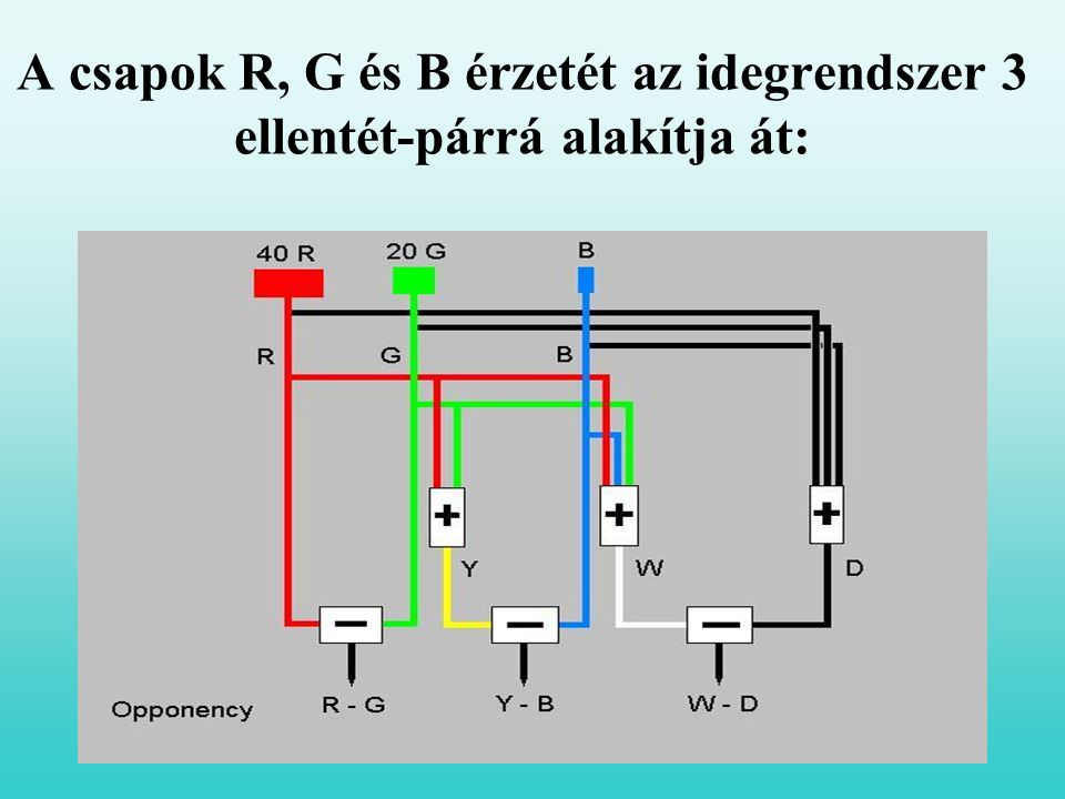 A csapok R, G és B érzetét az idegrendszer 3 ellentét-párrá alakítja át: