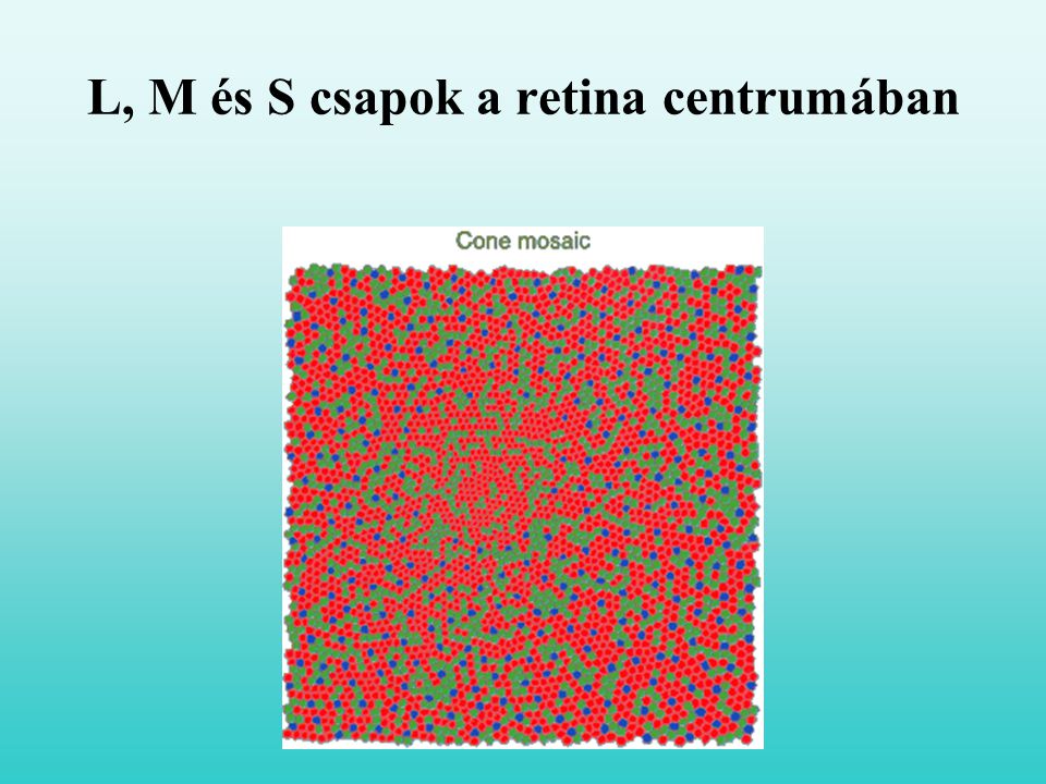 L, M és S csapok a retina centrumában