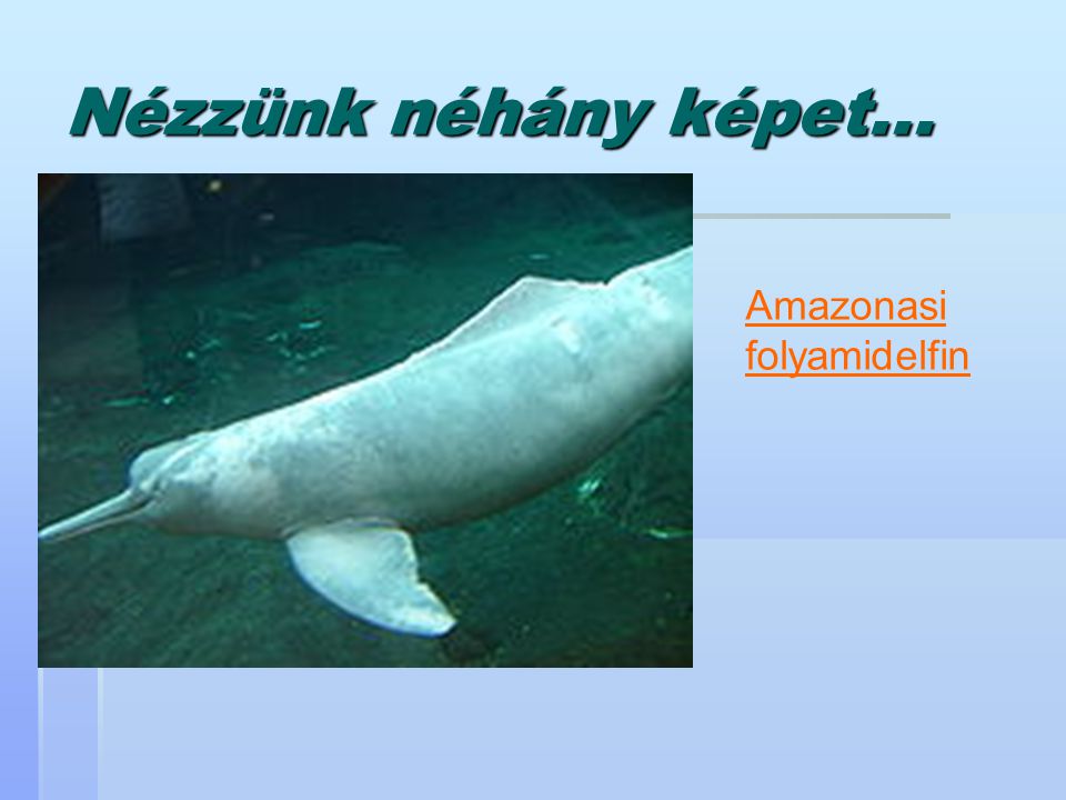 Nézzünk néhány képet... Amazonasi folyamidelfin