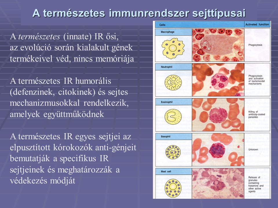 A természetes immunrendszer sejttípusai
