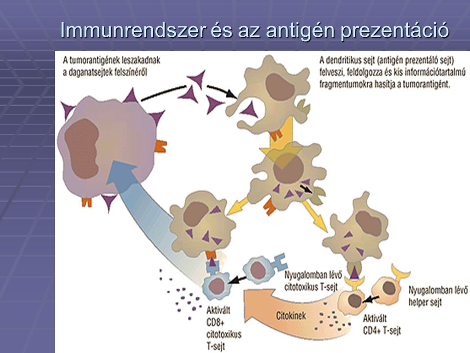 Immunrendszer és az antigén prezentáció