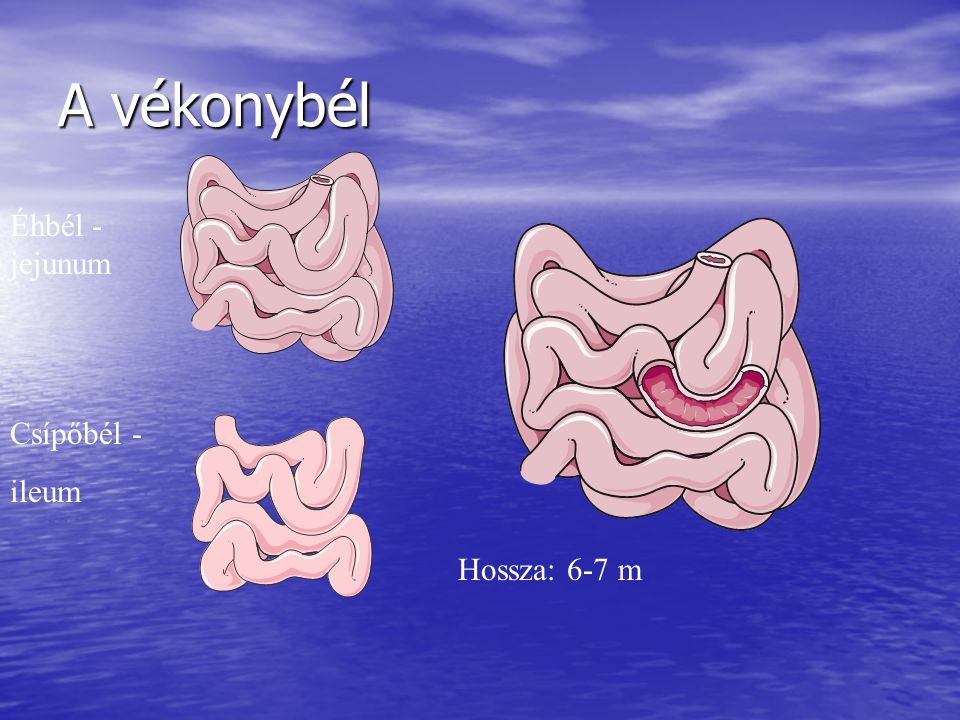 A vékonybél Éhbél - jejunum Csípőbél - ileum Hossza: 6-7 m