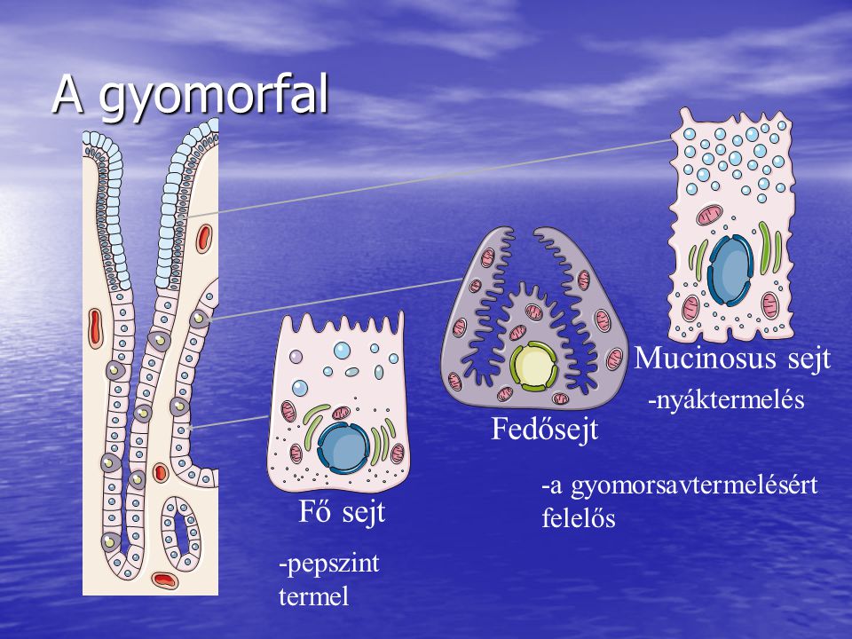 A gyomorfal Mucinosus sejt Fedősejt Fő sejt -nyáktermelés