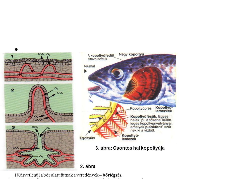 3. ábra: Csontos hal kopoltyúja