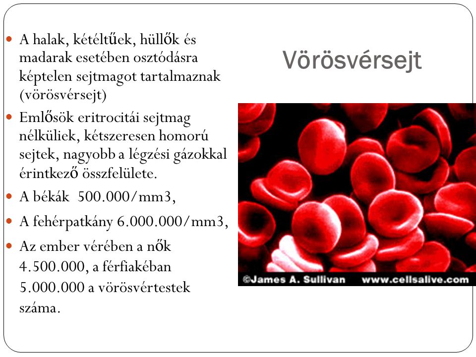 Vörösvérsejt A halak, kétéltűek, hüllők és madarak esetében osztódásra képtelen sejtmagot tartalmaznak (vörösvérsejt)