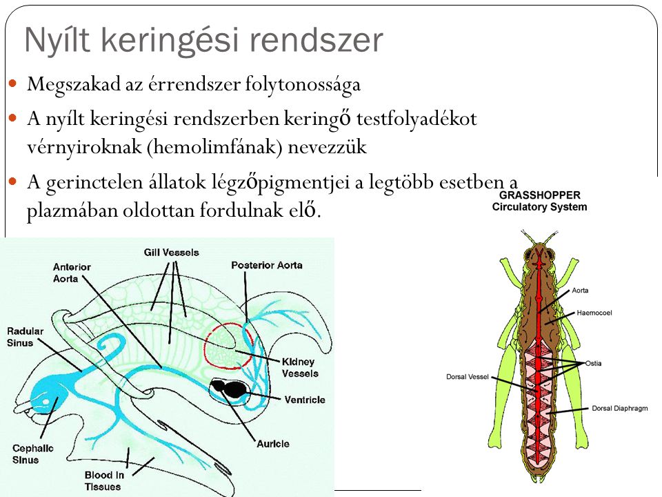 Aschelminthes keringési rendszer, Aschelminthes keringési rendszer - notafa.hu