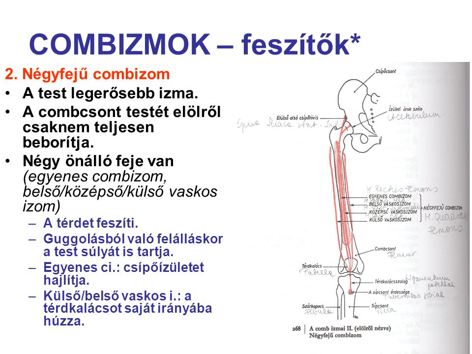 COMBIZMOK – feszítők* 2. Négyfejű combizom A test legerősebb izma.