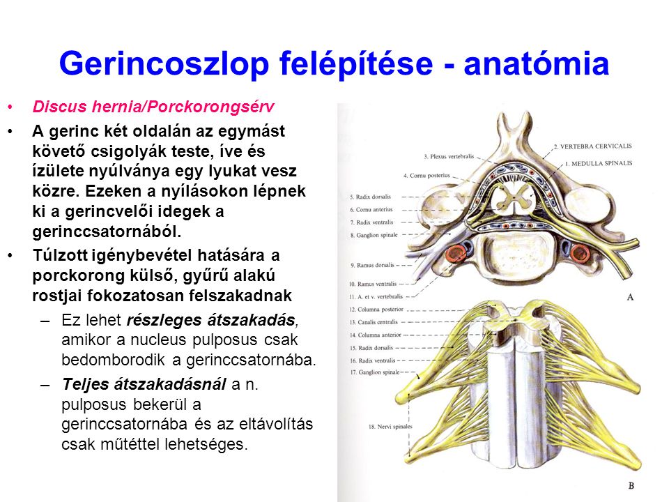 Gerincoszlop felépítése - anatómia
