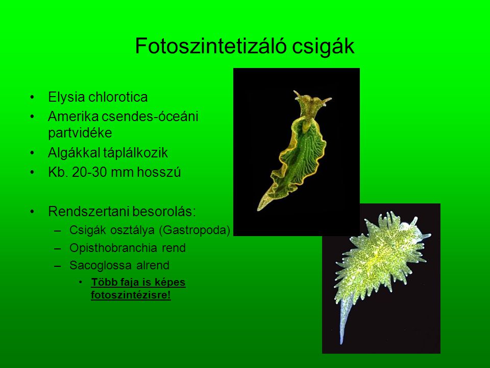 Fotoszintetizáló csigák