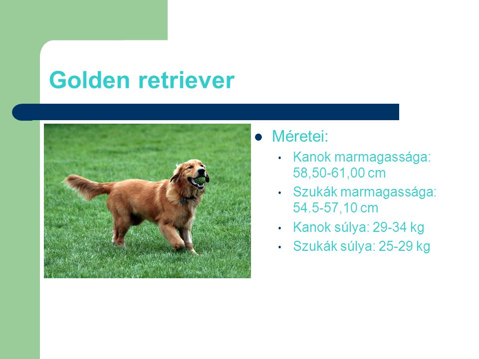 Golden retriever Méretei: Kanok marmagassága: 58,50-61,00 cm