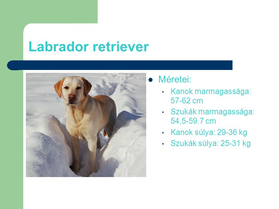 Labrador retriever Méretei: Kanok marmagassága: cm