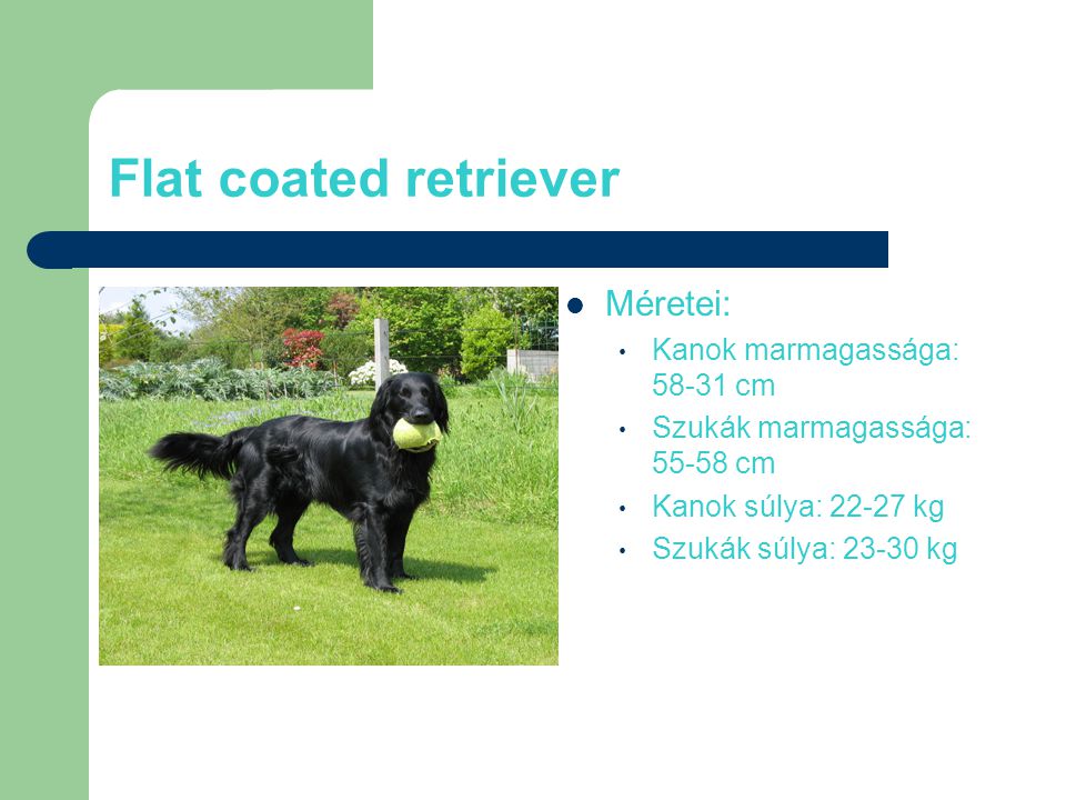 Flat coated retriever Méretei: Kanok marmagassága: cm