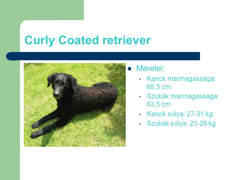 Curly Coated retriever
