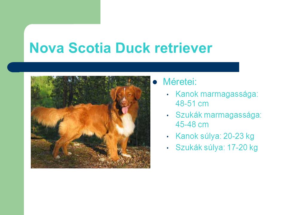 Nova Scotia Duck retriever