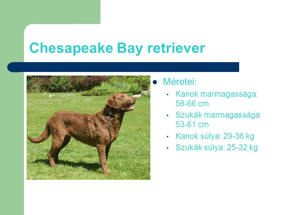 Chesapeake Bay retriever