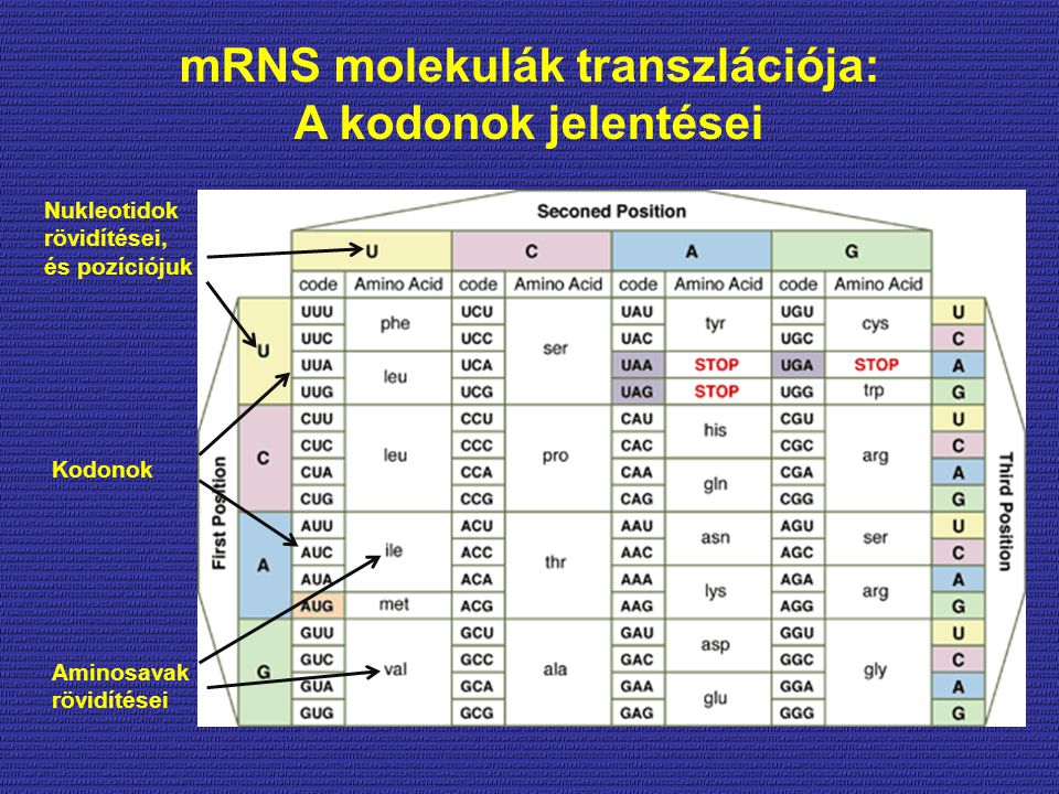 mRNS molekulák transzlációja: A kodonok jelentései