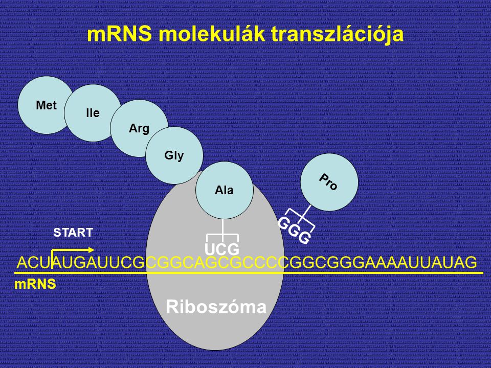 mRNS molekulák transzlációja