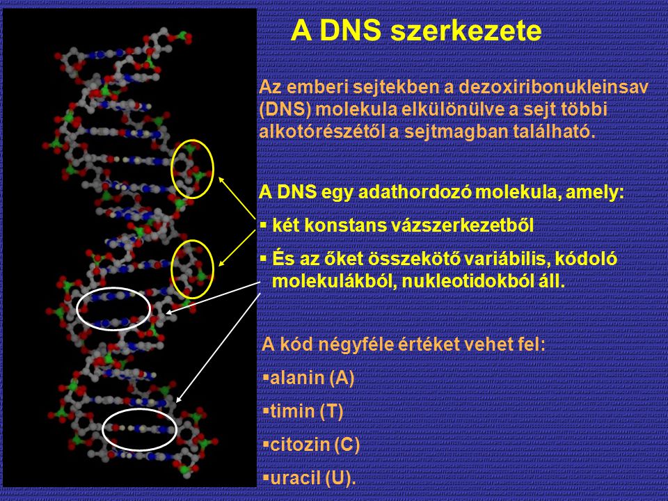 A DNS szerkezete Az emberi sejtekben a dezoxiribonukleinsav (DNS) molekula elkülönülve a sejt többi alkotórészétől a sejtmagban található.