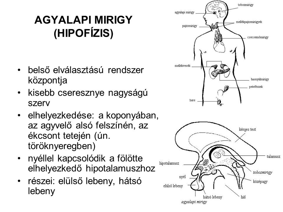 AGYALAPI MIRIGY (HIPOFÍZIS)