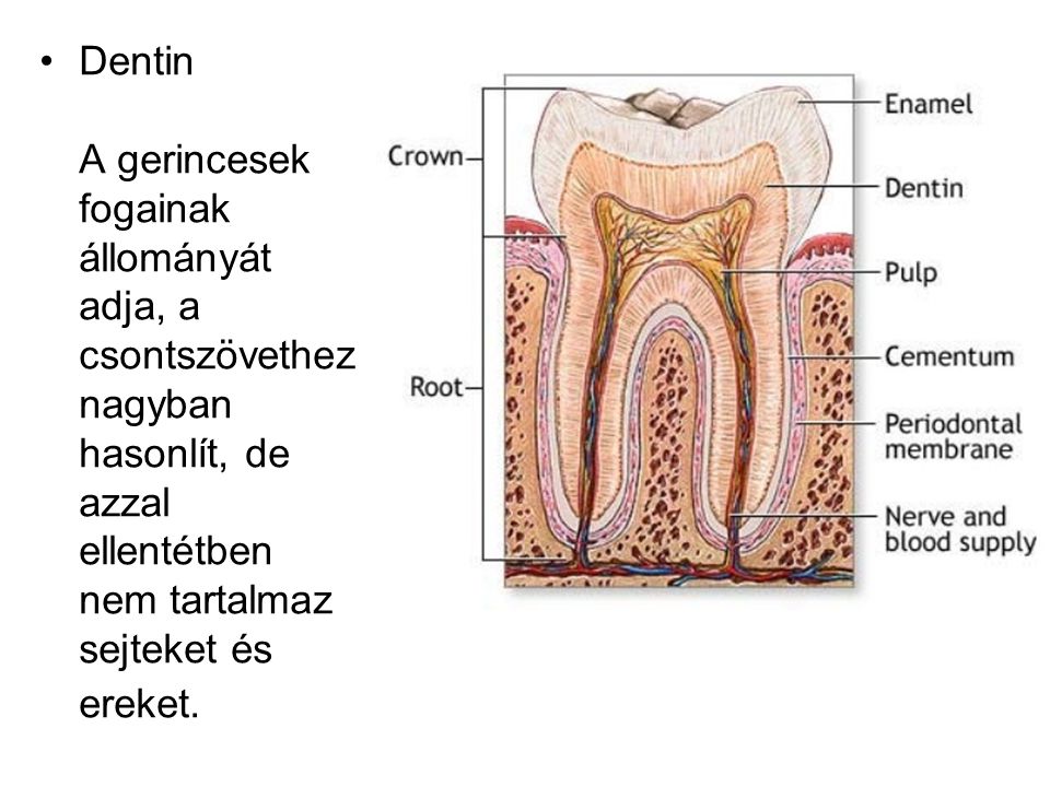 Dentin A gerincesek fogainak állományát adja, a csontszövethez nagyban hasonlít, de azzal ellentétben nem tartalmaz sejteket és ereket.