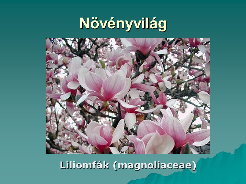Növényvilág Liliomfák (magnoliaceae)