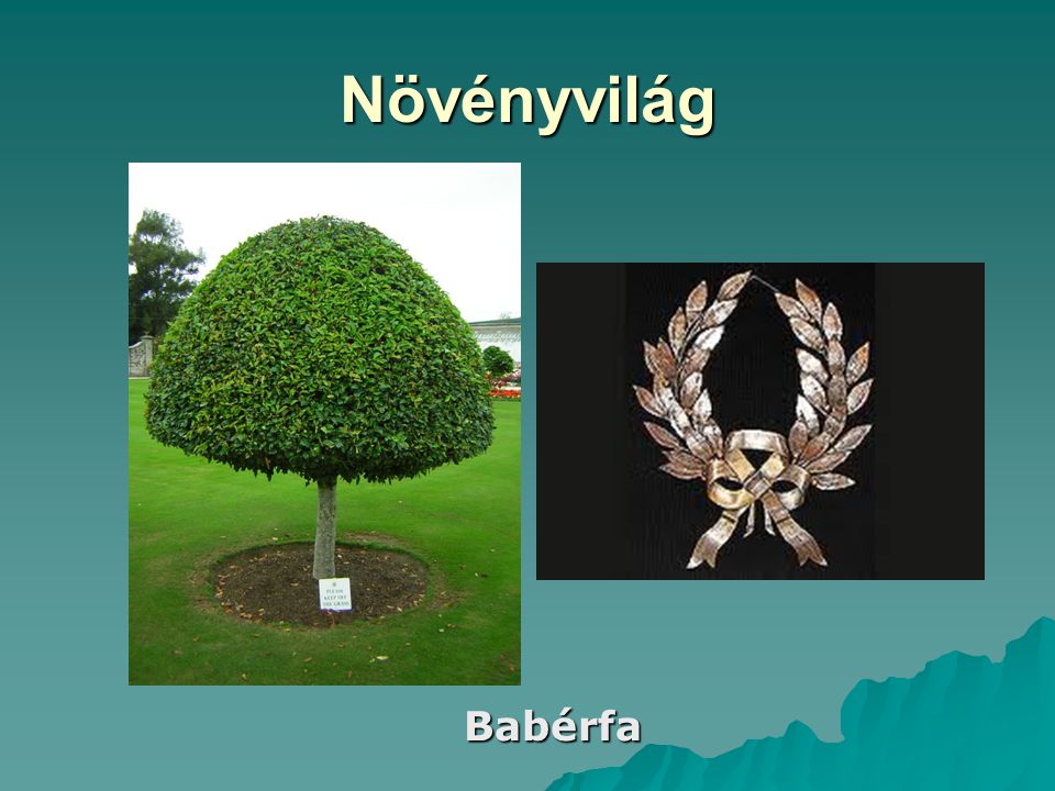 Növényvilág Babérfa