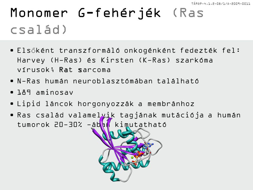Monomer G-fehérjék (Ras család)