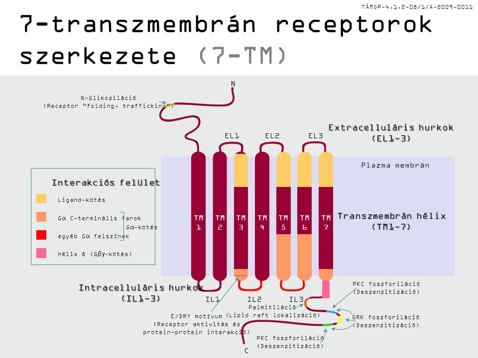7-transzmembrán receptorok szerkezete (7-TM)