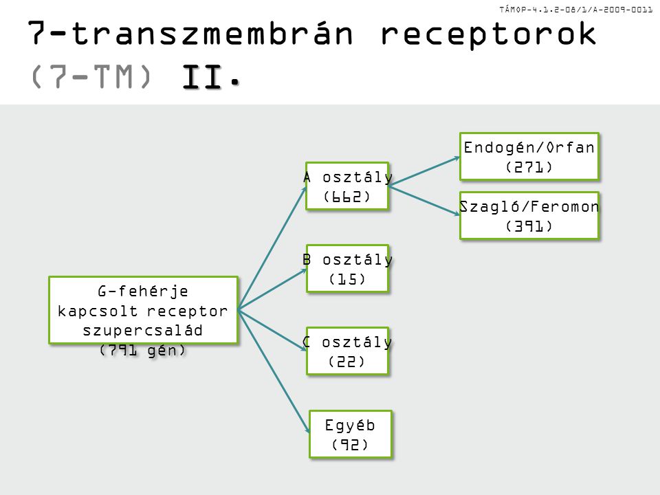 7-transzmembrán receptorok (7-TM) II.