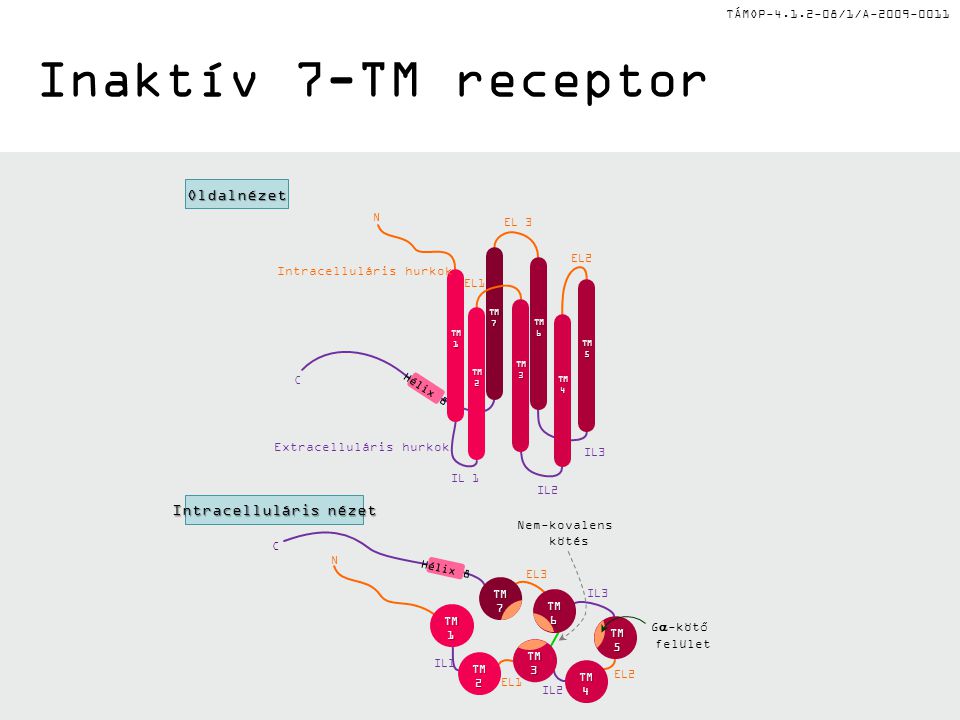 Inaktív 7-TM receptor Oldalnézet Intracelluláris nézet
