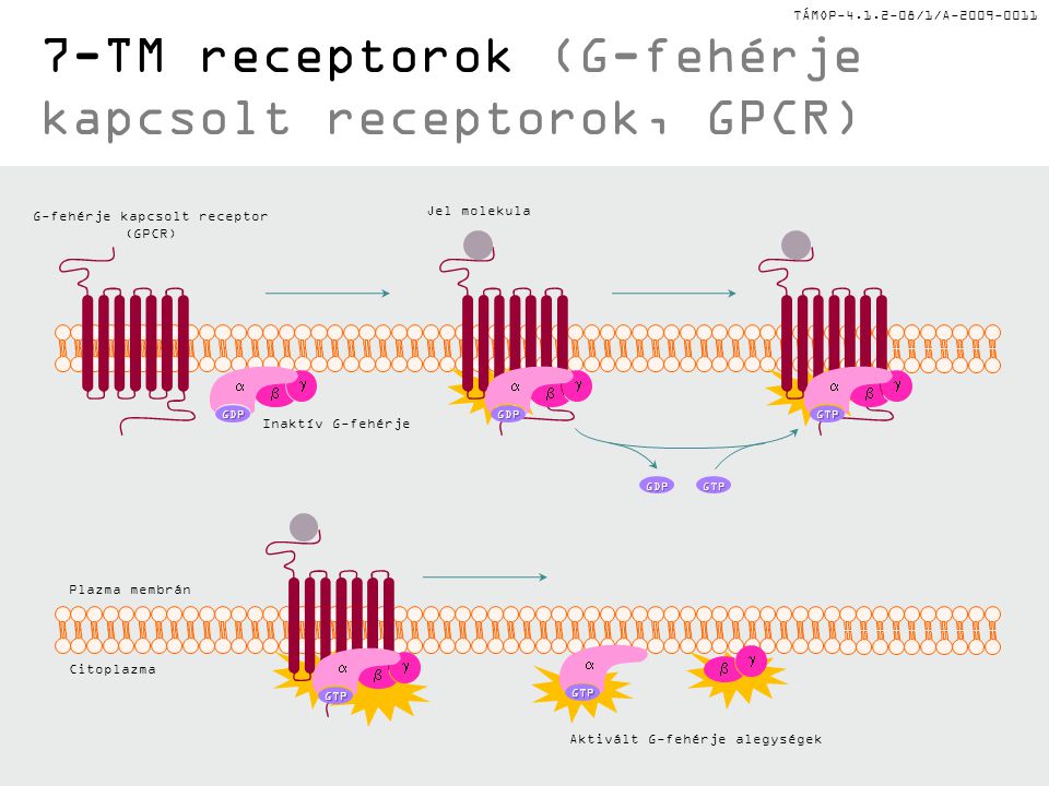 7-TM receptorok (G-fehérje kapcsolt receptorok, GPCR)