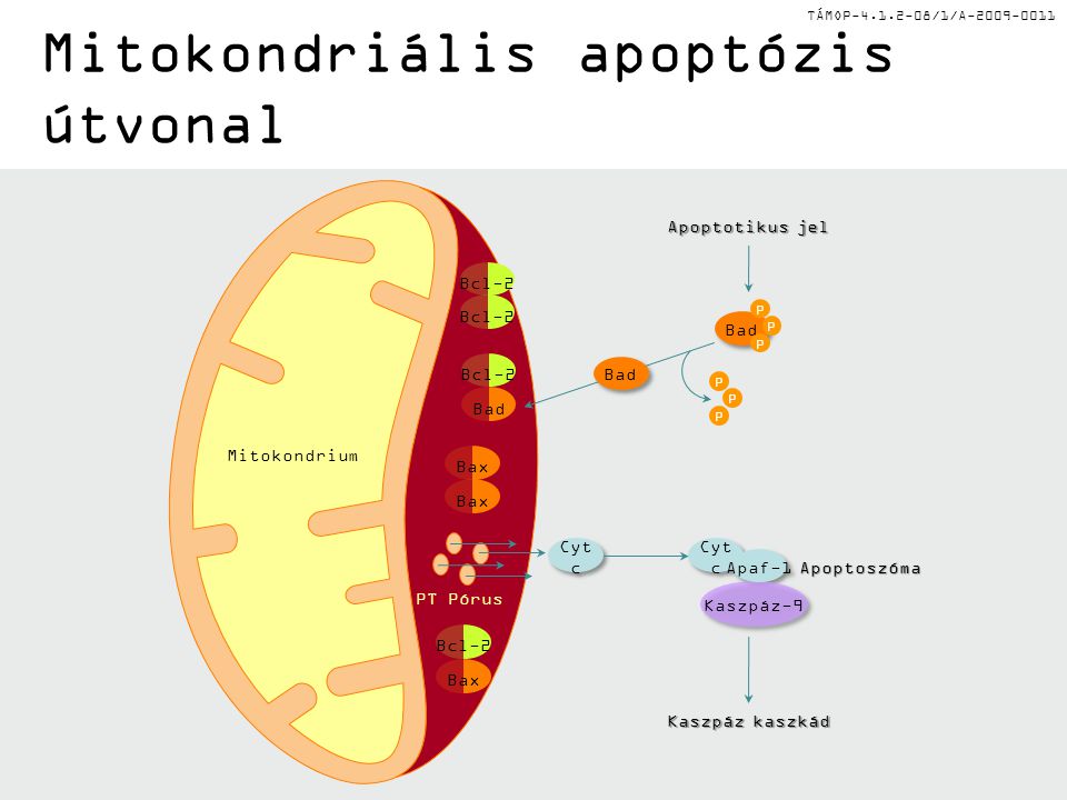Mitokondriális apoptózis útvonal