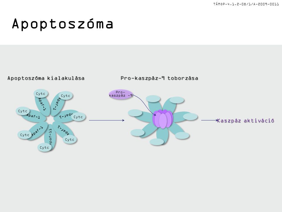 Apoptoszóma Apoptoszóma kialakulása Pro-kaszpáz-9 toborzása