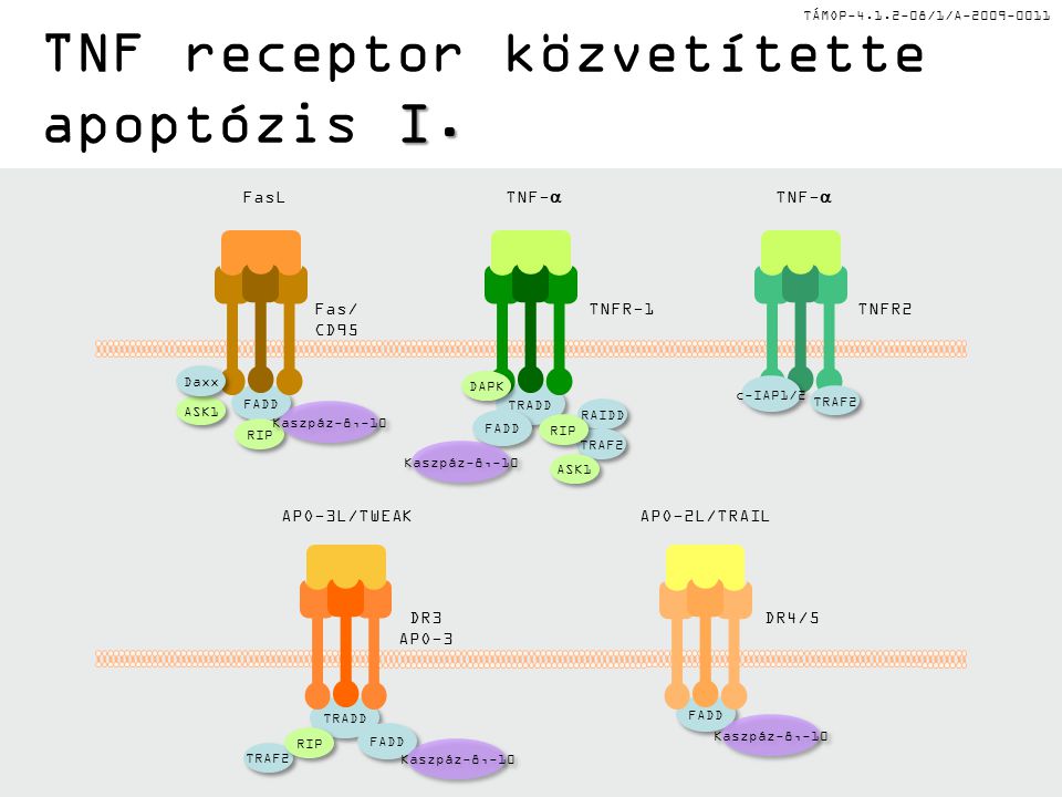 TNF receptor közvetítette apoptózis I.