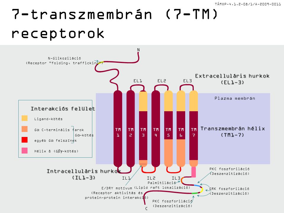 7-transzmembrán (7-TM) receptorok