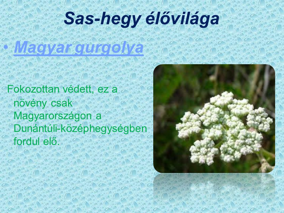 Sas-hegy élővilága Magyar gurgolya