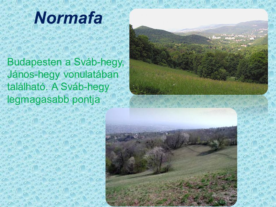 Normafa Budapesten a Sváb-hegy, János-hegy vonulatában található. A Sváb-hegy legmagasabb pontja
