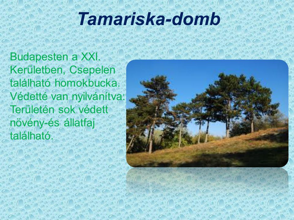 Tamariska-domb Budapesten a XXI. Kerületben, Csepelen található homokbucka. Védetté van nyilvánítva: