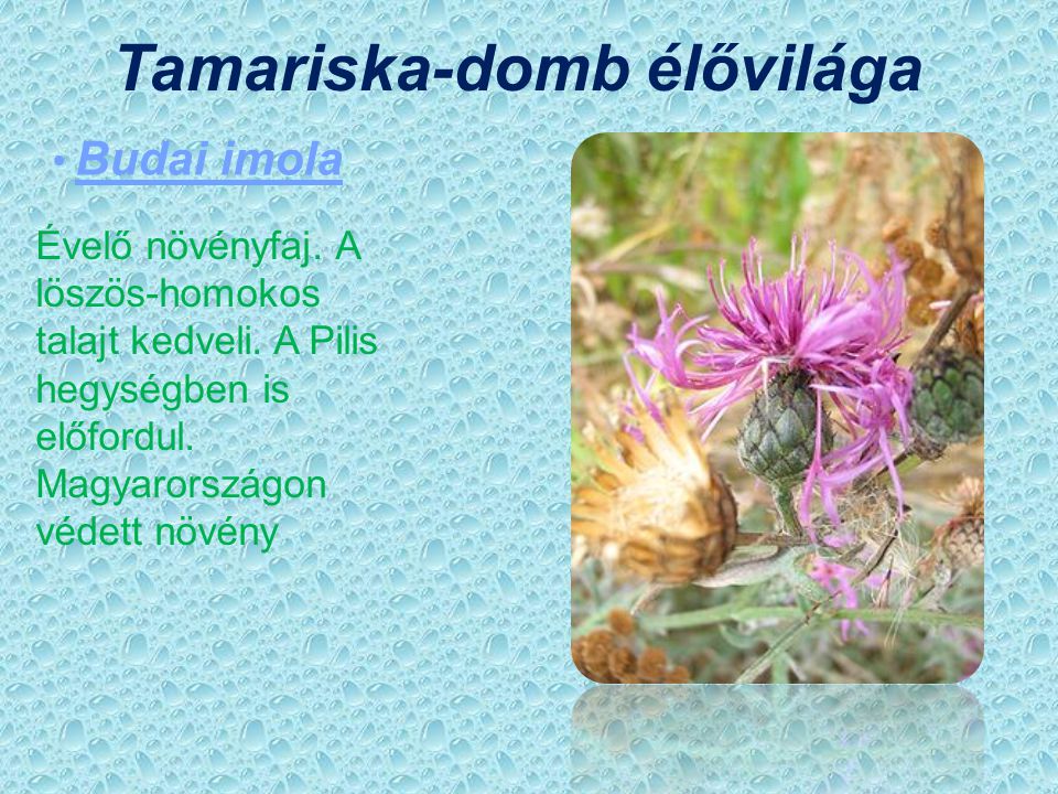 Tamariska-domb élővilága