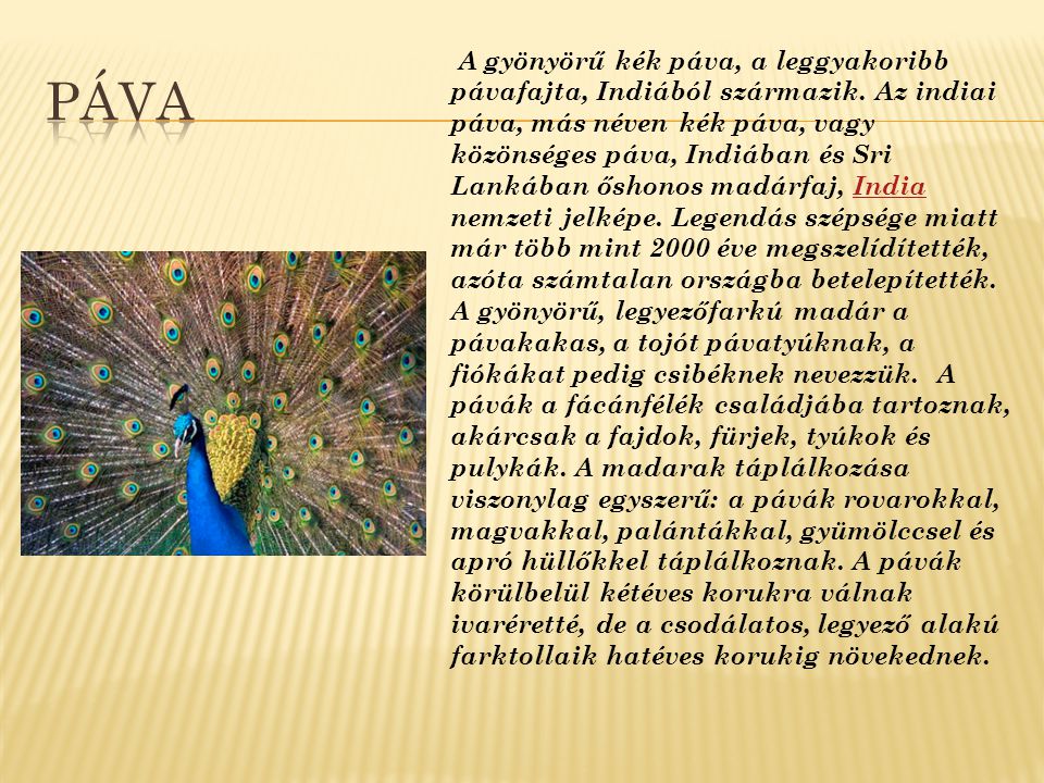 A gyönyörű kék páva, a leggyakoribb pávafajta, Indiából származik