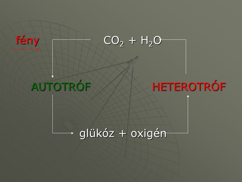 fény CO2 + H2O AUTOTRÓF HETEROTRÓF glükóz + oxigén
