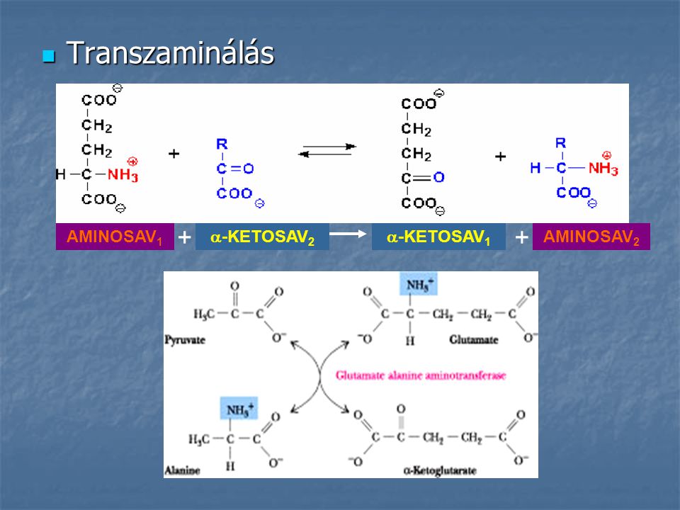 Transzaminálás + + AMINOSAV1 -KETOSAV2 -KETOSAV1 AMINOSAV2