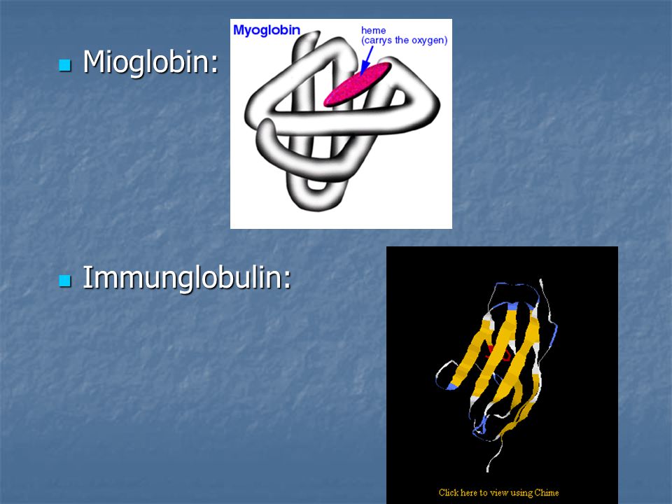 Mioglobin: Immunglobulin:
