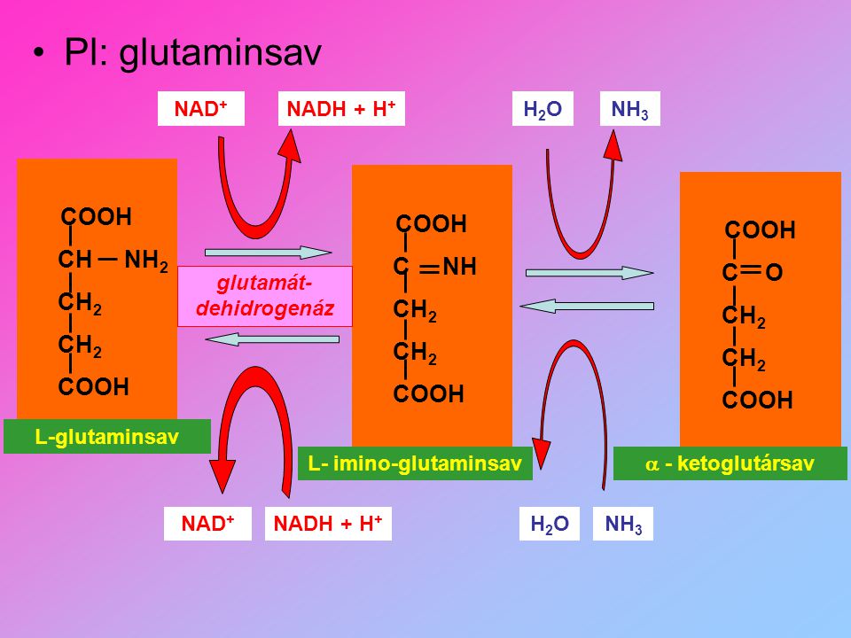 glutamát-dehidrogenáz