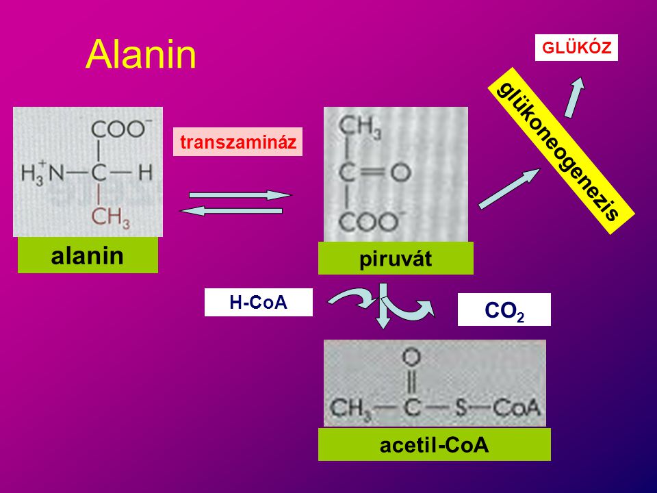 Alanin alanin glükoneogenezis piruvát CO2 acetil-CoA transzamináz
