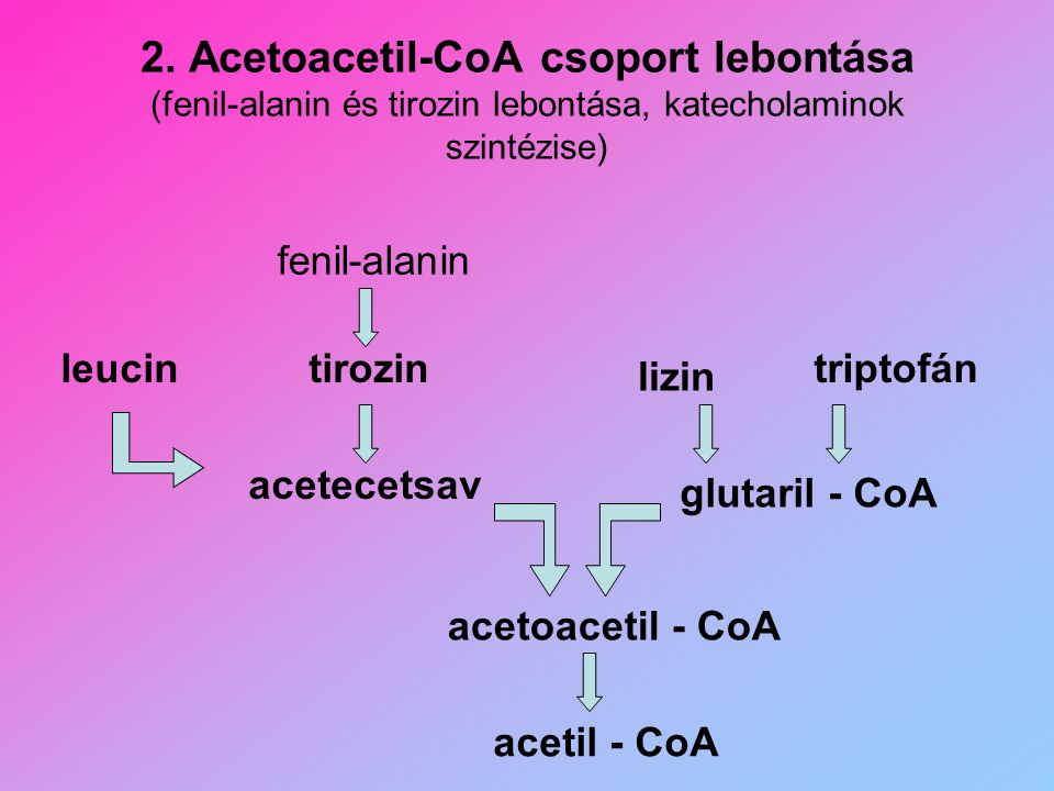 2. Acetoacetil-CoA csoport lebontása (fenil-alanin és tirozin lebontása, katecholaminok szintézise)