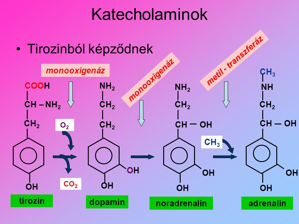 Katecholaminok Tirozinból képződnek metil - transzferáz monooxigenáz